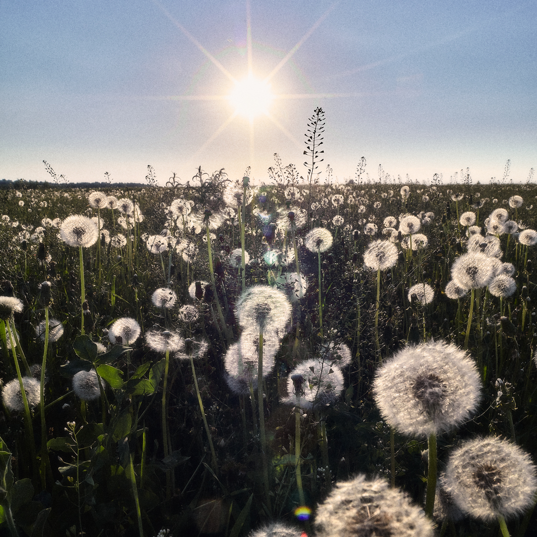 Dandelions | Одуванчики
